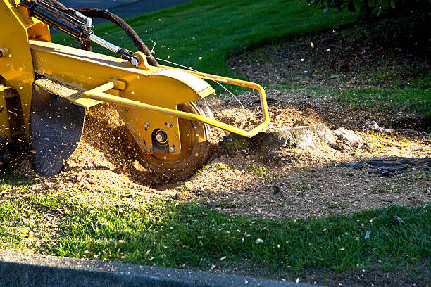 How Our Tree Care Process Works  in  Baxter, MN